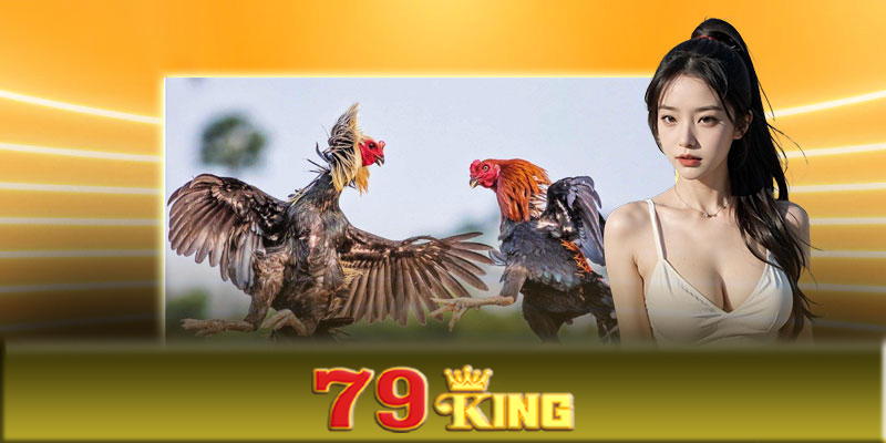 Tương lai của đá gà 79King tại Việt Nam